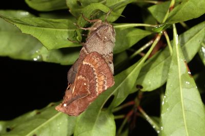 鋸紋枯葉蛾 Dendrolimus arizana 交尾中個體