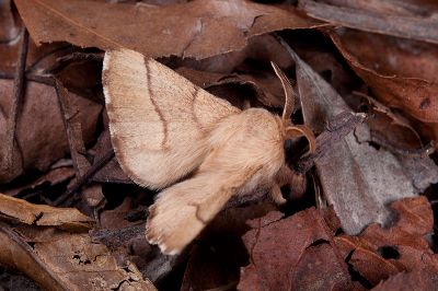 臺灣天幕枯葉蛾 Malacosoma neustria formosana 雄蟲