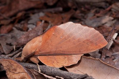 島嶼鋸緣枯葉蛾（中文名暫稱） Gastropacha insularis 雄蟲