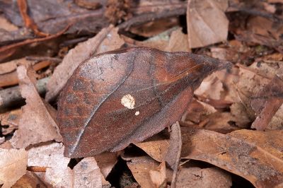 暗斜帶枯葉蛾 Euthrix orboy occasialis 雌蟲