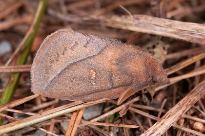 褐斜帶枯葉蛾 Euthrix tamahonis 雄蟲