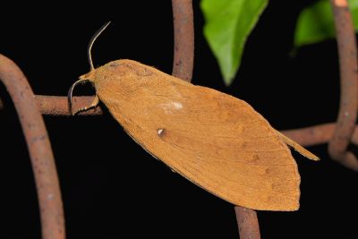 馬尾松枯葉蛾 Dendrolimus punctatus 雌蟲