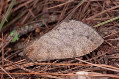 波紋枯葉蛾 Kunugia undans metanastroides 雌蟲