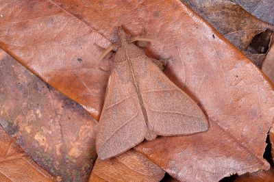 薄翅枯葉蛾 Syrastrena sumatrana obliquilinea 雄蟲