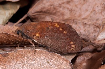 黃斑枯葉蛾 Dendrolimus kikuchii kikuchii 雄蟲