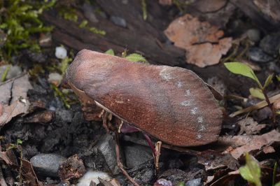 隱波紋枯葉蛾 Kunugia brunnea 雄蟲