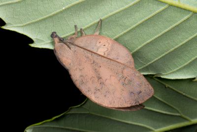 緣斑枯葉蛾 Gastropacha pardale formosana 雌蟲