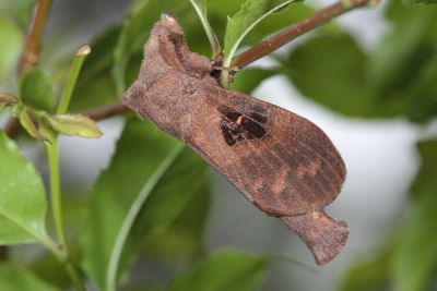 大斑Y毛蟲 Metanastria hyrtaca 雄蟲