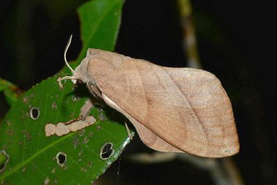 大灰枯葉蛾 Lebeda nobilis nobilis 雌蟲