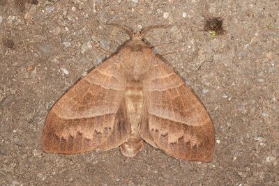Metanastria albisparsus 雌蟲