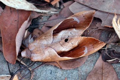 大褐斑枯葉蛾 Paralebeda femorata mirabilis 雌蟲