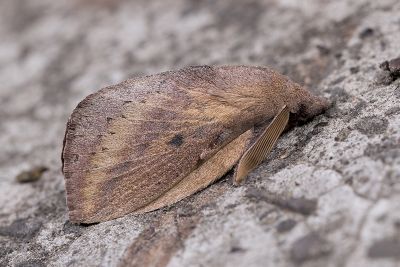 淡紋斜帶枯葉蛾 Euthrix nigropuncta 雄蟲