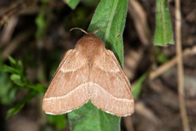 臺灣天幕枯葉蛾 Malacosoma neustria formosana 雌蟲