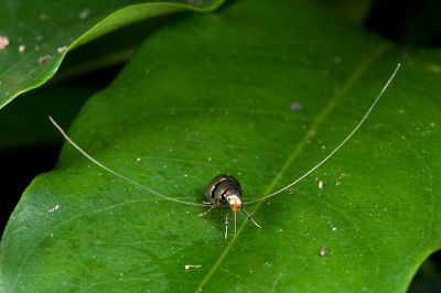 紅長角蛾 Nemophora ahenea 雄蟲
