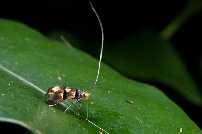 紅長角蛾 Nemophora ahenea 雄蟲