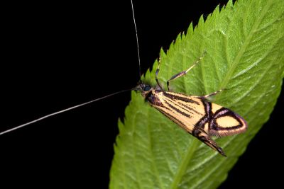 叉紋長角蛾 Nemophora fluorites 雄蟲