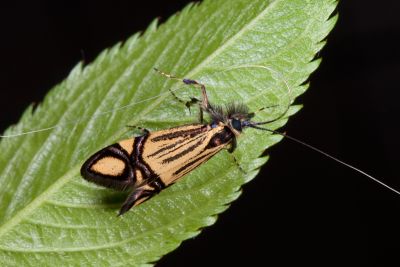 叉紋長角蛾 Nemophora fluorites 雄蟲