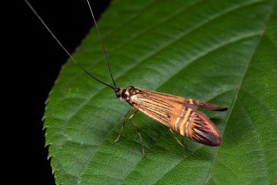 直帶長角蛾 Nemophora aurora 雄蟲