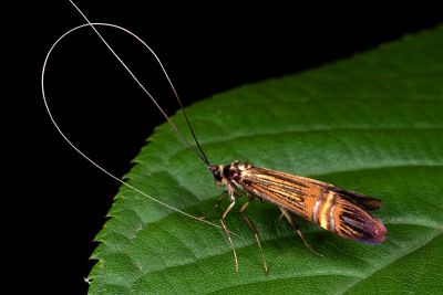 直帶長角蛾 Nemophora aurora 雄蟲