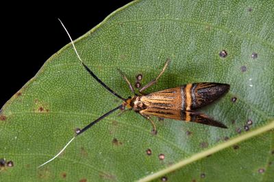 直帶長角蛾 Nemophora aurora 雌蟲