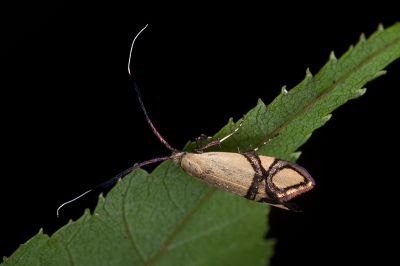 叉紋長角蛾 Nemophora fluorites 雌蟲