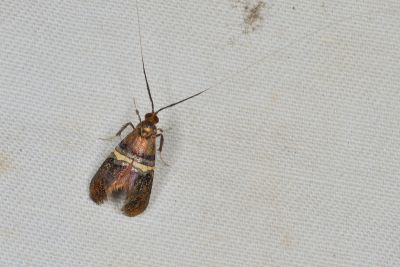 黃帶長角蛾 Nemophora decisella 雌蟲