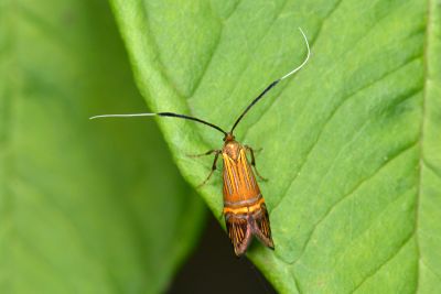 肘帶長角蛾 Nemophora uncella 雌蟲