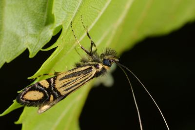 叉紋長角蛾 Nemophora fluorites 雄蟲