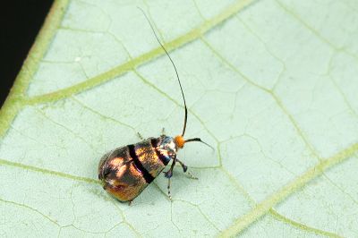 紅長角蛾 Nemophora ahenea 雌蟲