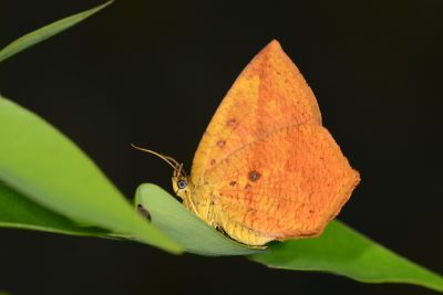 隱錨紋蛾 Tetragonus catamitus 雄蟲