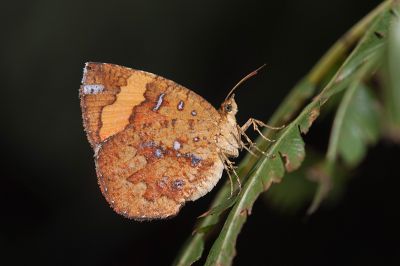 帶錨紋蛾 Callidula attenuata 雌蟲