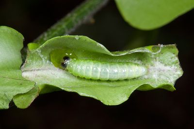 帶錨紋蛾 Callidula attenuata