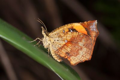 錨紋蛾 Pterodecta felderi 雄蟲
