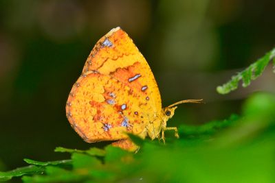帶錨紋蛾 Callidula attenuata 雌蟲