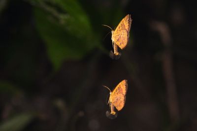 帶錨紋蛾 Callidula attenuata 雄蟲