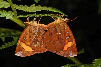 帶錨紋蛾 Callidula attenuata 交尾中個體