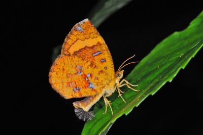 帶錨紋蛾 Callidula attenuata 雄蟲