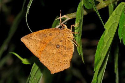 隱錨紋蛾 Tetragonus catamitus 雄蟲