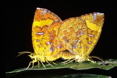 帶錨紋蛾 Callidula attenuata 交尾中個體