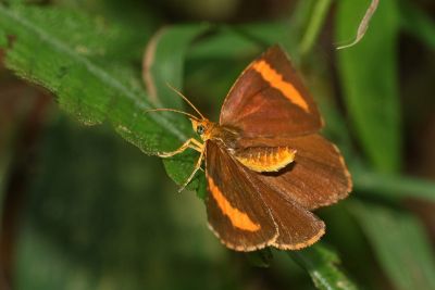 帶錨紋蛾 Callidula attenuata 雄蟲