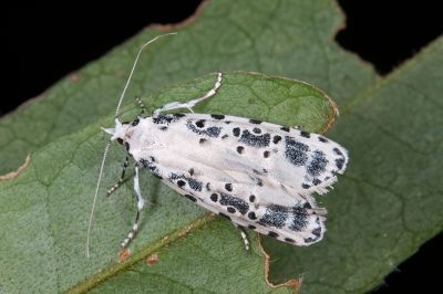 墨點乳白蛀果蛾 Heterogymna ochrogramma 雌蟲