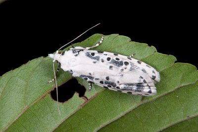 墨點乳白蛀果蛾 Heterogymna ochrogramma 雌蟲