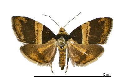 基紋桑舞蛾 Choreutis basalis 雄蟲
