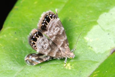 蓬萊眼舞蛾 Brenthia formosensis 性別不明