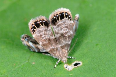 蓬萊眼舞蛾 Brenthia formosensis 性別不明