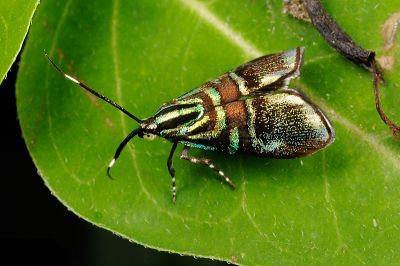 叉紋閃舞蛾 Saptha divitiosa 雄蟲