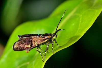 叉紋閃舞蛾 Saptha divitiosa 雌蟲
