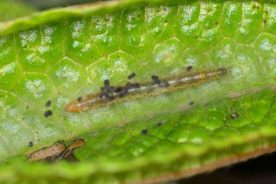 雲紋桑舞蛾 Choreutis hyligenes