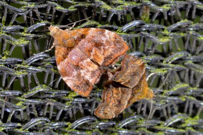 屋久桑舞蛾 Choreutis yakushimensis 交尾中個體