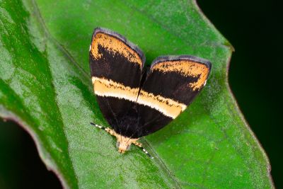 基紋桑舞蛾 Choreutis basalis 性別不明